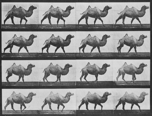 Muybridge, Eadweard: Gehendes Kamel (0.57 Sekunden)