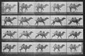 Muybridge, Eadweard: Galoppierendes Kamel im Querlauf (0.32 Sekunden)