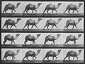 Muybridge, Eadweard: Schreitendes Kamel (0.24 Sekunden)