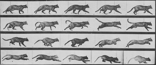 Muybridge, Eadweard: Trottende Katze, wechselt zum Galopp (0.30 Sekunden)