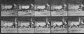 Muybridge, Eadweard: Galoppierender Oryx
