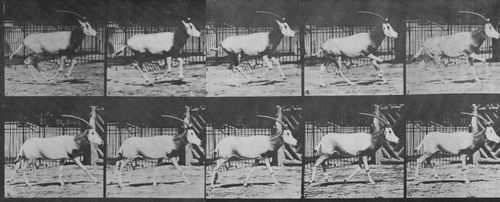 Muybridge, Eadweard: Galoppierender Oryx