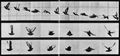 Muybridge, Eadweard: Fliegende Taube (0.19 Sekunden)