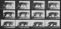 Muybridge, Eadweard: Gehende Tigerin (0.75 Sekunden)