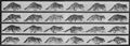Muybridge, Eadweard: Gehender Waschbär, wechselt zum Galopp (0.32 Sekunden)