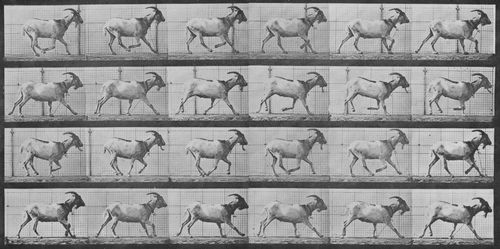 Muybridge, Eadweard: Galoppierende Ziege (0.29 Sekunden)