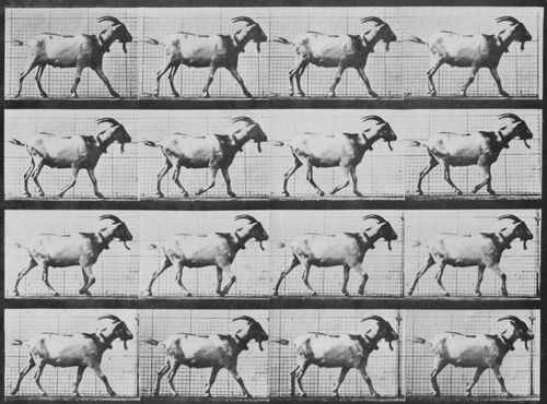 Muybridge, Eadweard: Gehende Ziege (0.43 Sekunden)