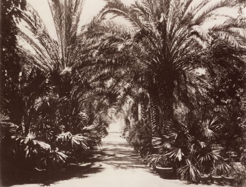 Sommer, Giorgio: Palermo, botanischer Garten