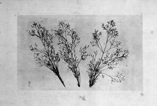 Talbot, William Henry Fox: Botanische Objekte