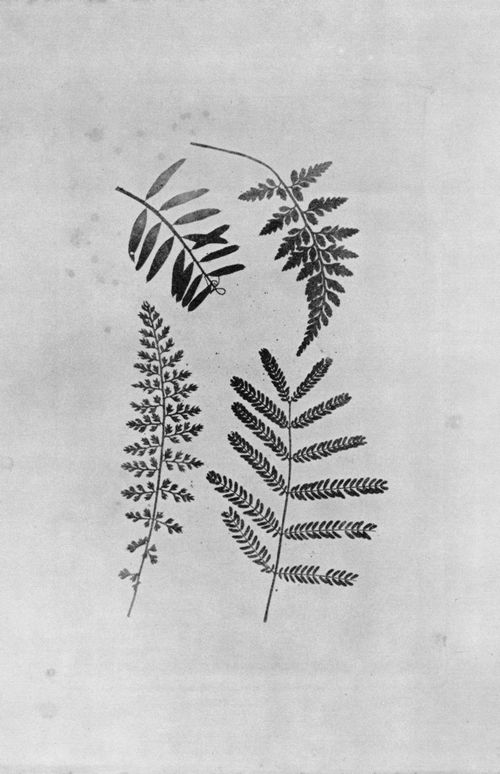 Talbot, William Henry Fox: Botanische Objekte
