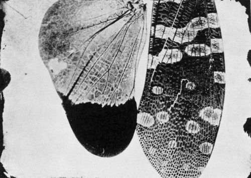 Talbot, William Henry Fox: Insektenflgel
