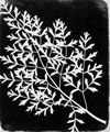 Talbot, William Henry Fox: Studie von Pflanzen [2]