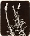 Talbot, William Henry Fox: Studie von Pflanzen [3]