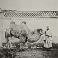 Thomson, John: Bactrianisches Kamel