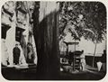 Chinesischer Photograph um 1875: »Der Drachenbaum«
