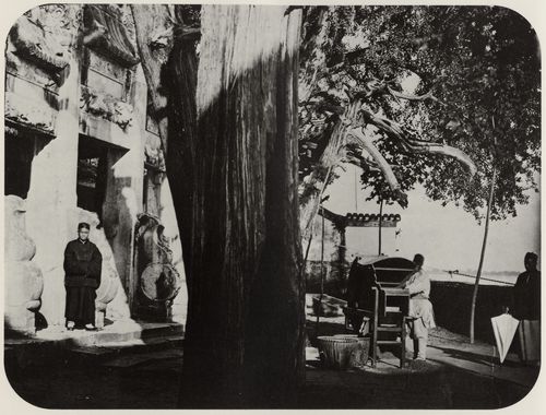 Chinesischer Photograph um 1875: »Der Drachenbaum«