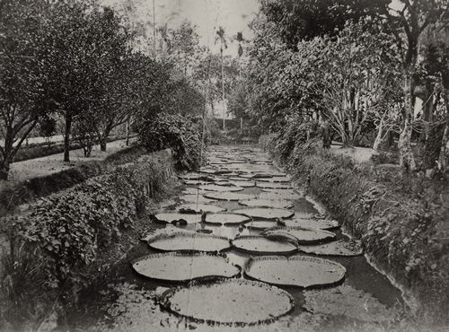 Chinesischer Photograph um 1860: Lilienteich in einem Garten in Sdchina