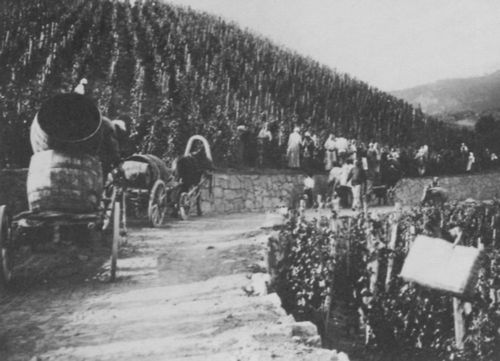 Russischer Photograph um 1888: Weinberg auf der sdlichen Krim