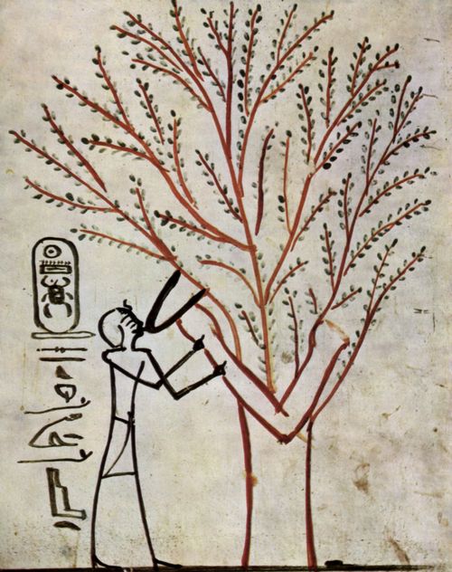 Maler der Grabkammer des Thutmosis III.: Grabkammer des Thutmosis III., Szene: Knig wird vom Heiligen Baum gesugt