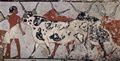 Maler der Grabkammer des Zenue: Grabkammer des Zenue, Heeresschreiber unter Thutmosis IV., Szene: Hirte mit Rindern