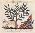 Irakischer Maler des Kruterbuchs des Dioskurides: De Materia Medica (Das Kruterbuch) des Dioskurides, Szene: Die Atrghlus-Pflanze mit Jagdszene