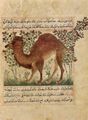 Nordwest-Persischer Meister um 1297-1299: Handschrift »Manâfi' – ye hayavân (Über den Nutzen der Tiere in der Medizin)« von Abû Sa'îd 'Ubaydallâh ibn Bakhtîshû: Kamel