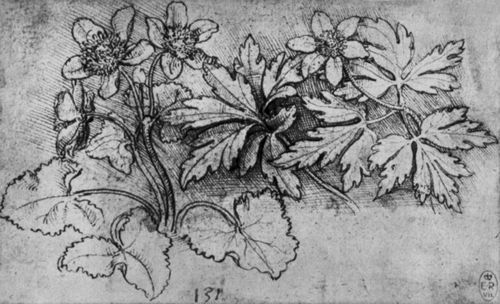 Leonardo da Vinci: Blühende Anemonen