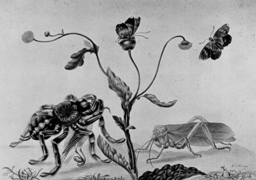 Menzel, Adolf Friedrich Erdmann von: Skizzenblatt mit Pflanzen und Insekten