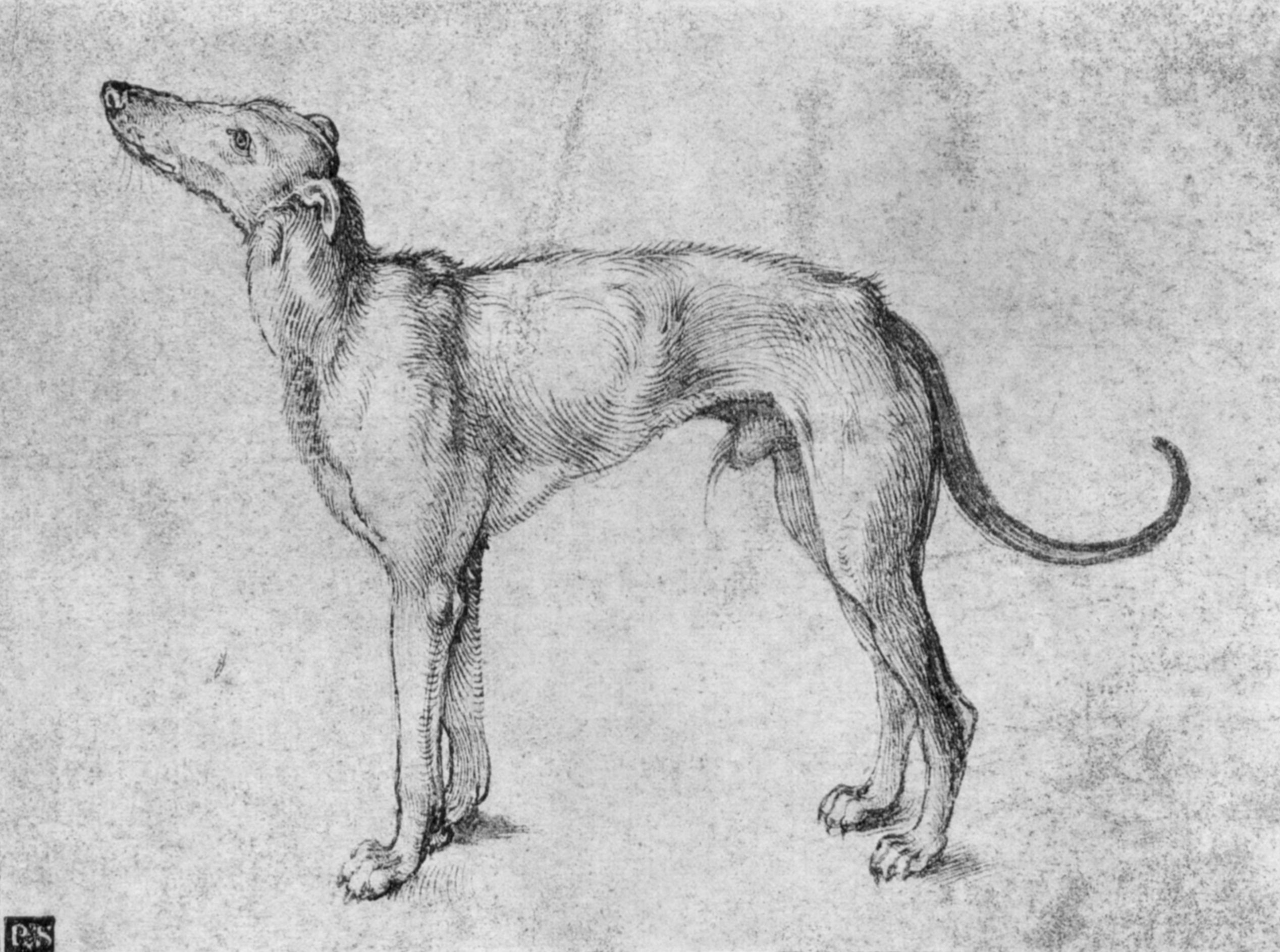 Dürer, Albrecht: Windhund - Zeno.org