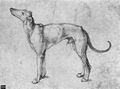 Dürer, Albrecht: Windhund