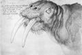 Dürer, Albrecht: Kopf eines Walrosses