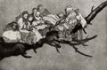 Goya y Lucientes, Francisco de: Folge der Disparates [3]