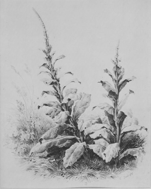 Daubigny, Charles-Franois: Pflanzenstudie