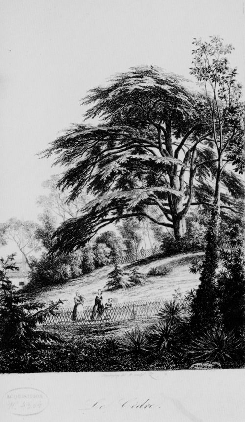 Daubigny, Charles-Franois: Vignetten fr »Le Jardin des Plantes«: Die Zeder (von Libanon)