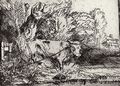 Rembrandt Harmensz. van Rijn: Der Stier