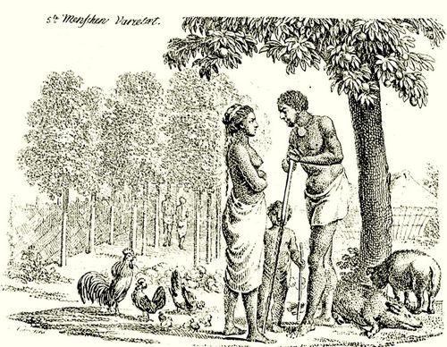 Chodowiecki, Daniel Nikolaus: J. F. Blumenbach's »Beitrge zur Naturgeschichte«, Vignette: Menschen-Varietten, 05. Blatt