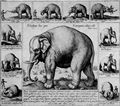 Hollar, Wenzel: Elefant
