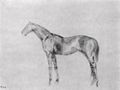 Degas, Edgar Germain Hilaire: Pferd im Profil