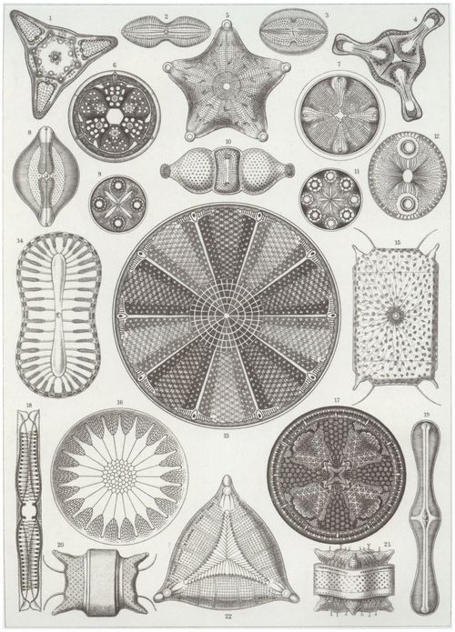 Haeckel, Ernst: Tafel 4: Diatomea. Schachtellinge