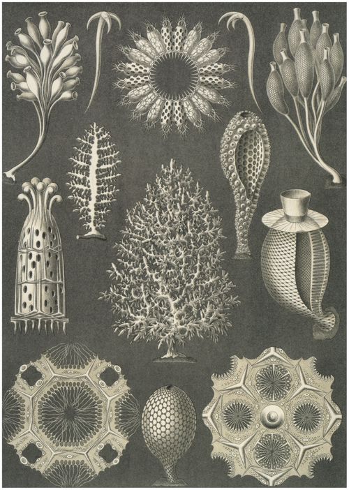 Haeckel, Ernst: Tafel 5: Calcispongiae. Kalkschwmme