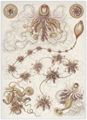 Haeckel, Ernst: Tafel 7: Siphonophorae. Staatsquallen