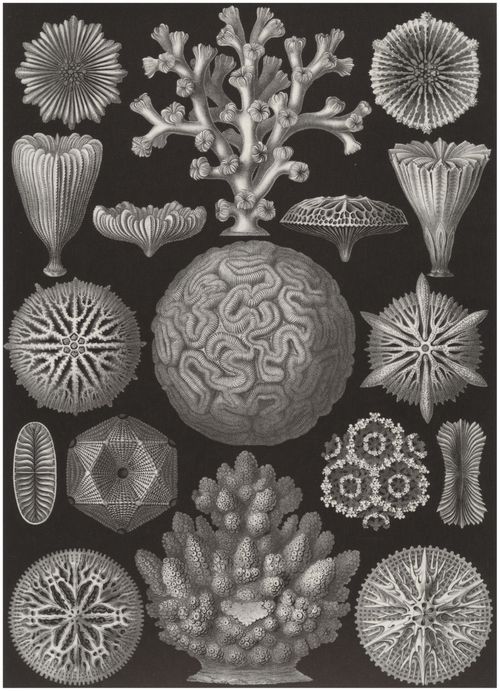 Haeckel, Ernst: Tafel 9: Hexacoralla. Sechsstrahlige Sternkorallen