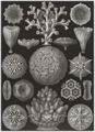 Haeckel, Ernst: Tafel 9: Hexacoralla. Sechsstrahlige Sternkorallen
