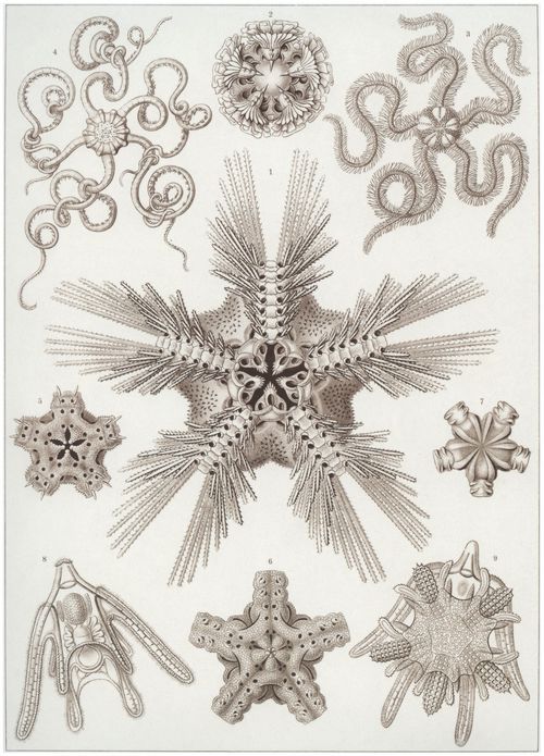 Haeckel, Ernst: Tafel 10: Ophiodea. Schlangensterne