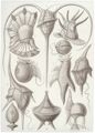 Haeckel, Ernst: Tafel 14: Peridinea. Geißelhütchen