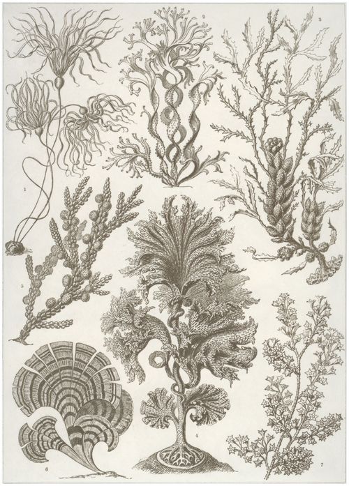 Haeckel, Ernst: Tafel 15: Fucoideae. Brauntange