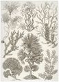 Haeckel, Ernst: Tafel 15: Fucoideae. Brauntange
