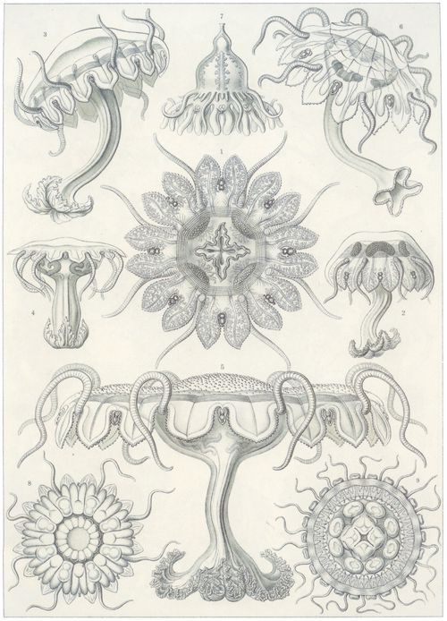 Haeckel, Ernst: Tafel 18: Discomedusae. Scheibenquallen