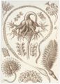 Haeckel, Ernst: Tafel 19: Pennatulida. Federkorallen