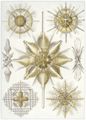 Haeckel, Ernst: Tafel 21: Acanthometra. Strachelstrahlinge